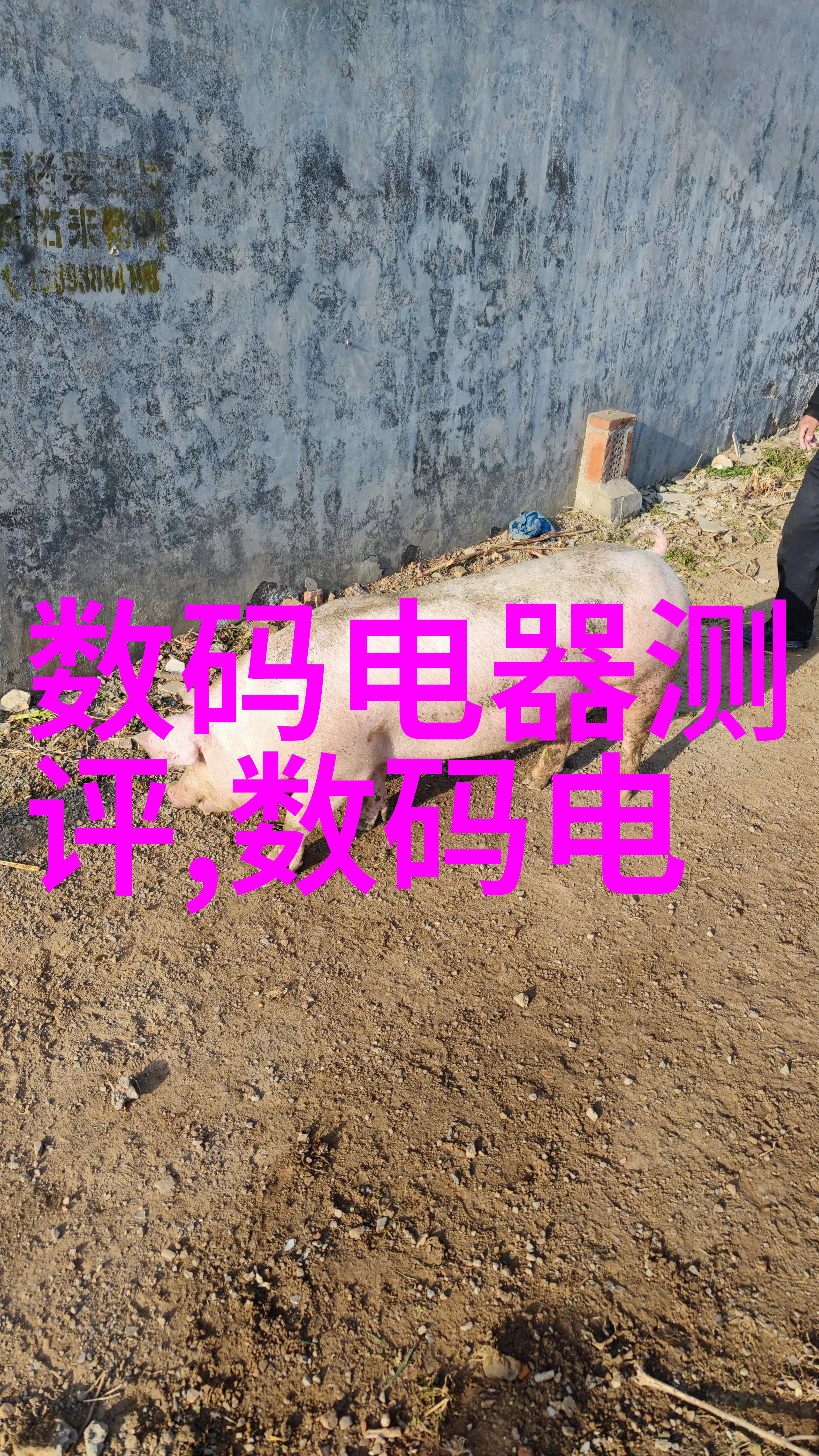 重生末世喂养的生存之道