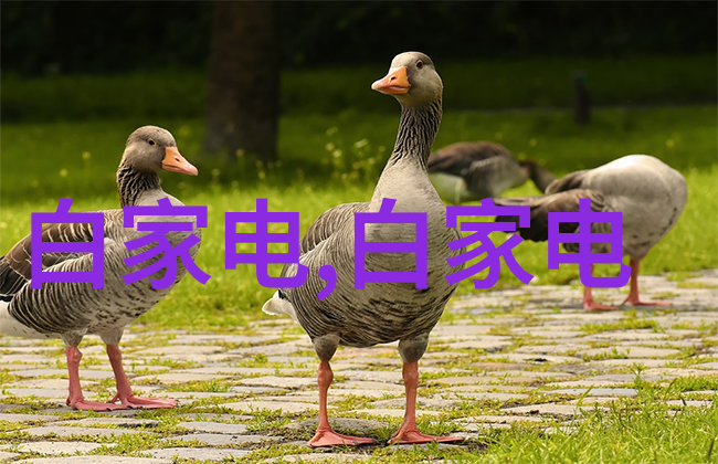 水消毒设备厂家确保清洁源自专业的技术与创新