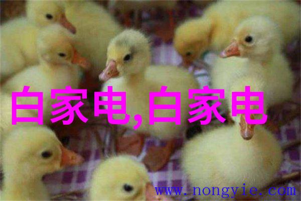 东北财经大学之谜失踪的财富密码与隐藏的学术秘密