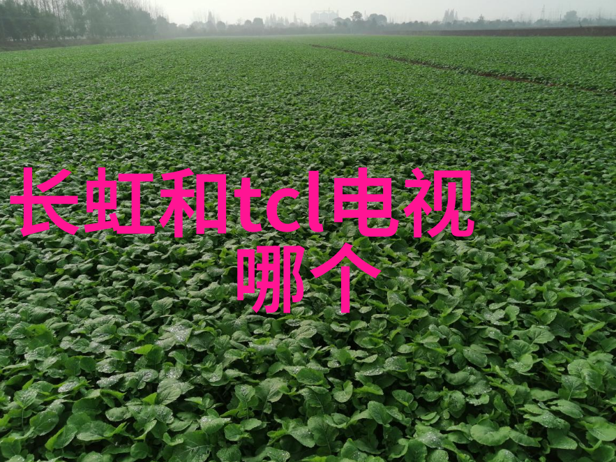 兔狗家装我是如何让兔狗的居家空间变得超级可爱的