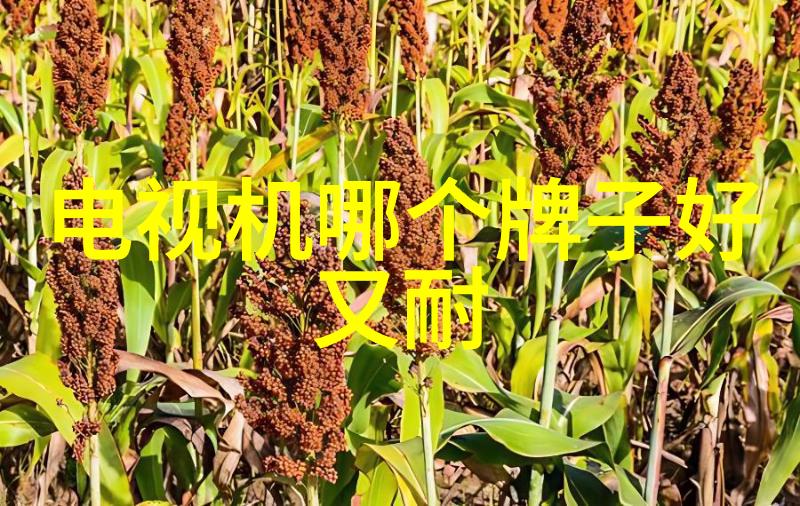 美图网我眼中的网络美丽宝库