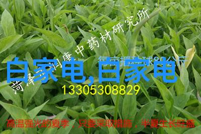 爱情岛论坛探索线路与实用网址