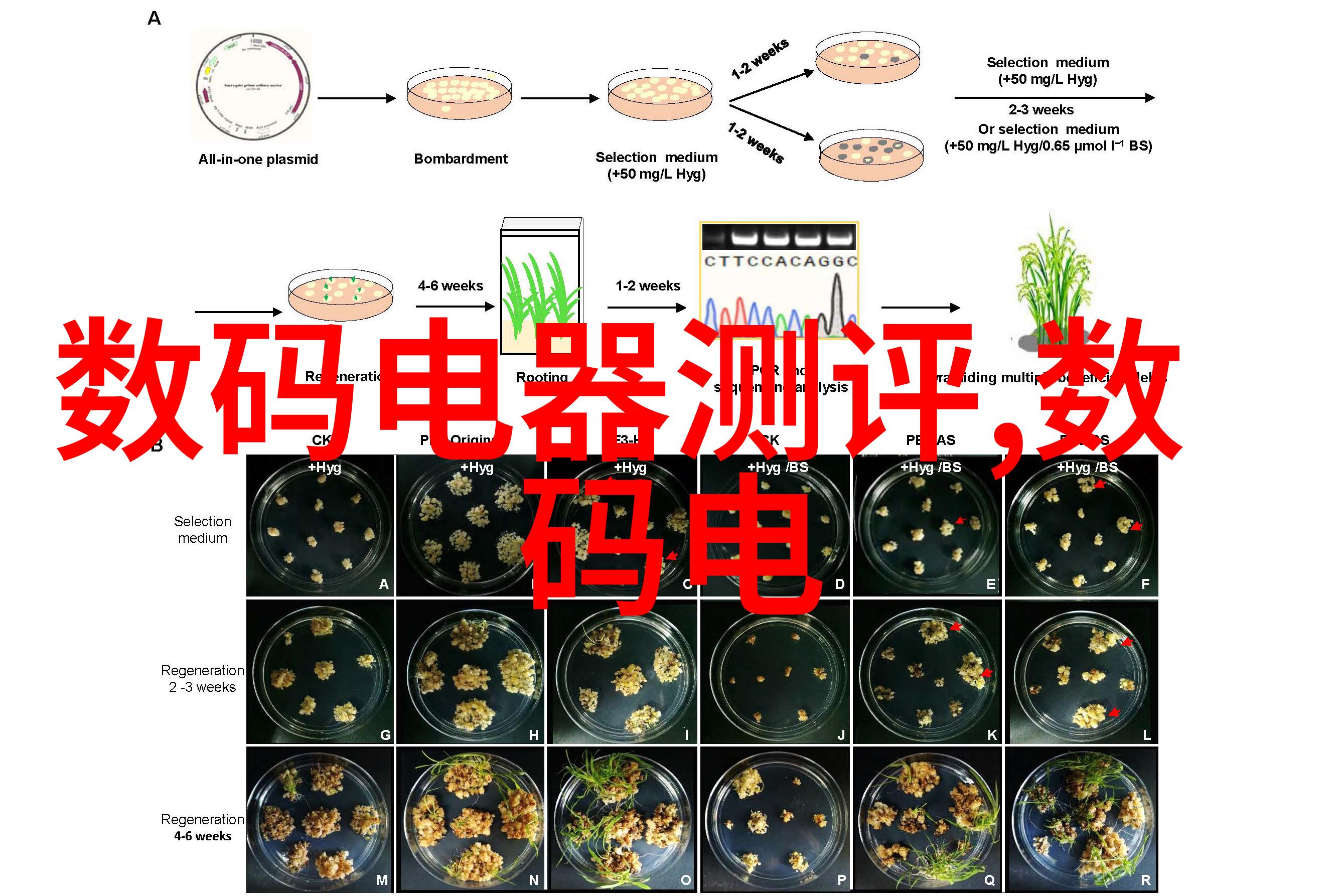 深情绘影迟来的深情如画