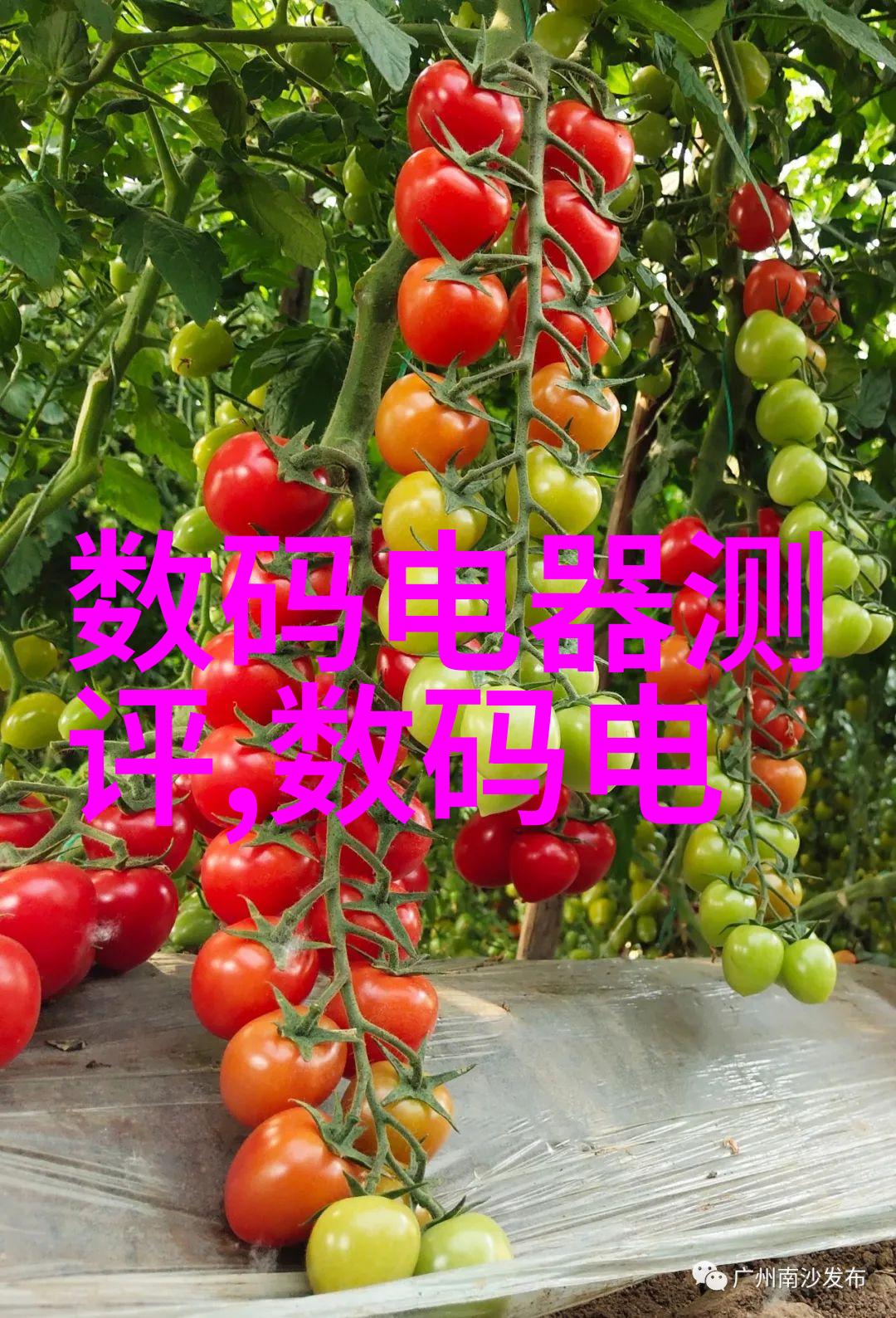 环境保护新动力绿色能源中使用的促进剂探究