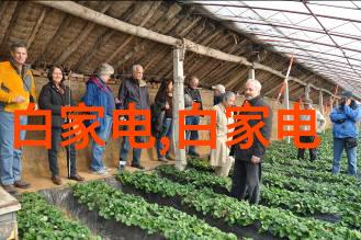 规整填料的秘密花园环填料的艺术与实用之美