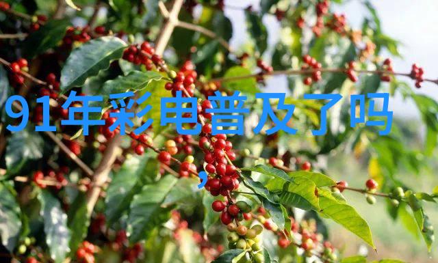 全國性購物導覽 深入解析從農產品到電子商品的地方買賣熱點