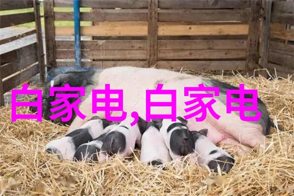 烟雨缭绕的苏家女儿独自一人对抗五敌